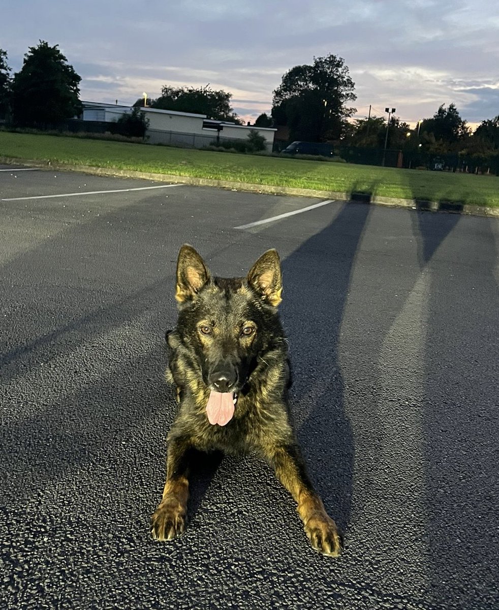 An excellent night for GMP Dogs.
PD Brian was deployed in pursuit of suspects who had just fled after a stolen vehicle 🚗 had abandoned, 2 males located by PD Brian.
PD jimmy was deployed in pursuit of a suspect  after a stolen motorcycle 🏍️, abandoned.
Suspect detained 🐾