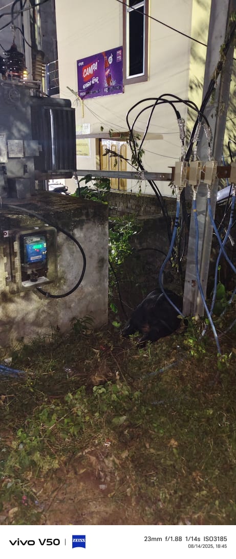 ofiicially's tweet photo. @CMO_Odisha @prakashsethictc @TPCentralOdisha 
Kantilo lane no 1
Word no 51
Nuabazar
Cuttack 753004

Tarnsformer
ମୁକୁଳା ପଡ଼ିଛି ବହୁତ୍ ଷଣ୍ଢ ଗାଈ ଙ୍କ ଜୀବନ ଗଲାଣି ଆଜି ହିଁ ସନ୍ଧ୍ୟା ୭.୦୦ ରେ ଗୋଟେ ଷଣ୍ଢ କରେଣ୍ଟ ଲାଗିଲା

ଆଉ ସେ ମରିଗଲା ଦୟାକରି ବାରିକେଡ

ବନ୍ଦୋବସ୍ତ କରାଯାଉ 

ଧନ୍ଯବାଦ୍ https://t.co/jcyuuSVTpB