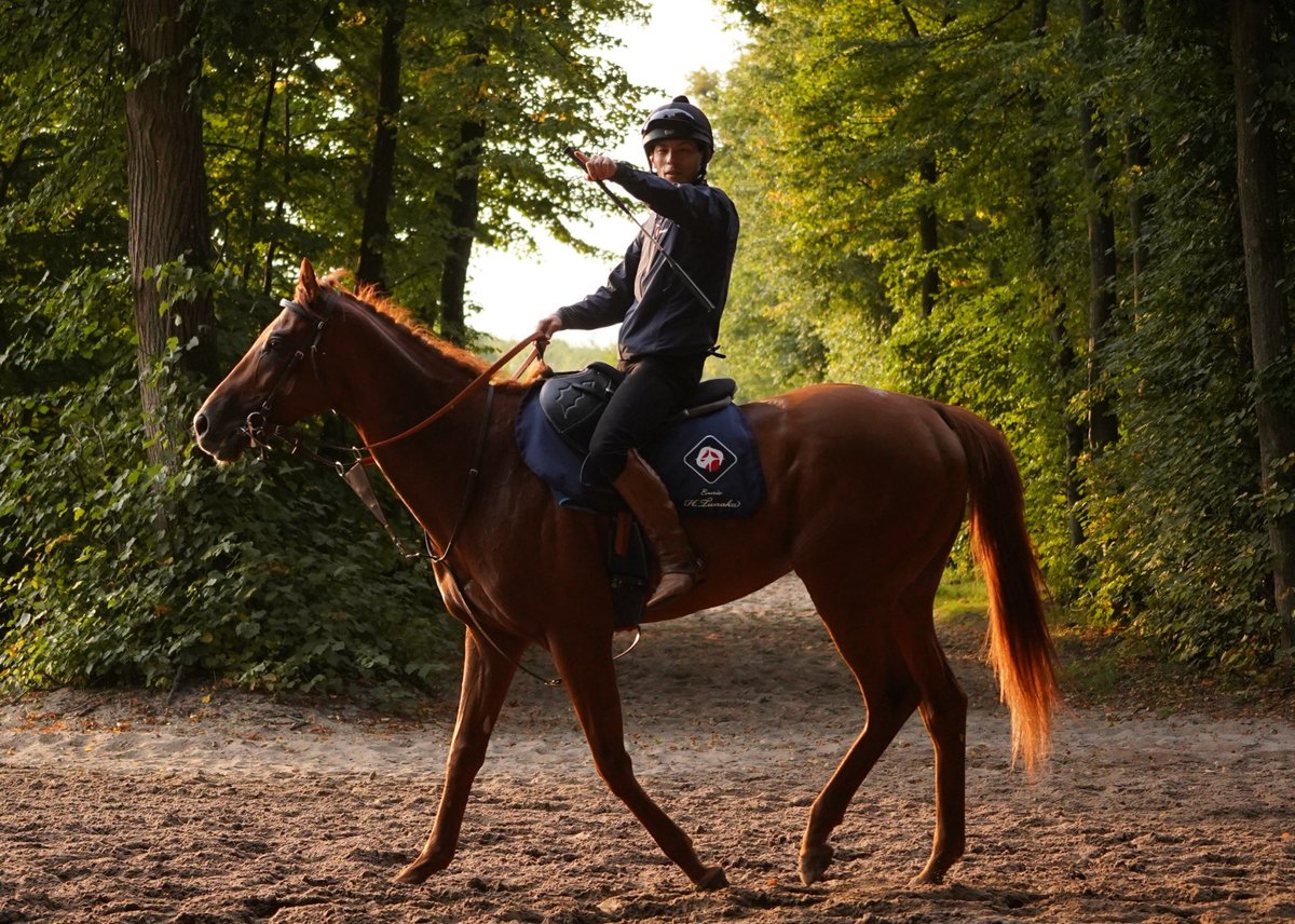 らん ゴールドシップ ステイゴールド オルフェーヴル 競馬】「ステイゴールド」産駒の「G1優勝馬」人気ランキング