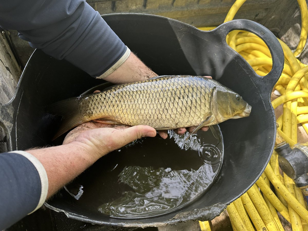 LH4487's tweet photo. Spot of fishing on the course today! Saved them for ya! 👍 thanks jay! Relocated to the 14th pond @Romfordgolfclub @AntzXVI @Wellsy060586 https://t.co/AqL4I35w4K