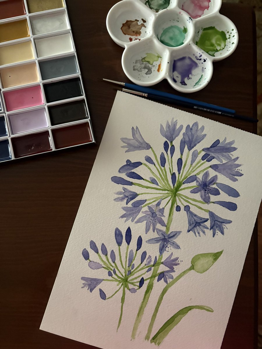 Suluboya Afrika zambağı.💜