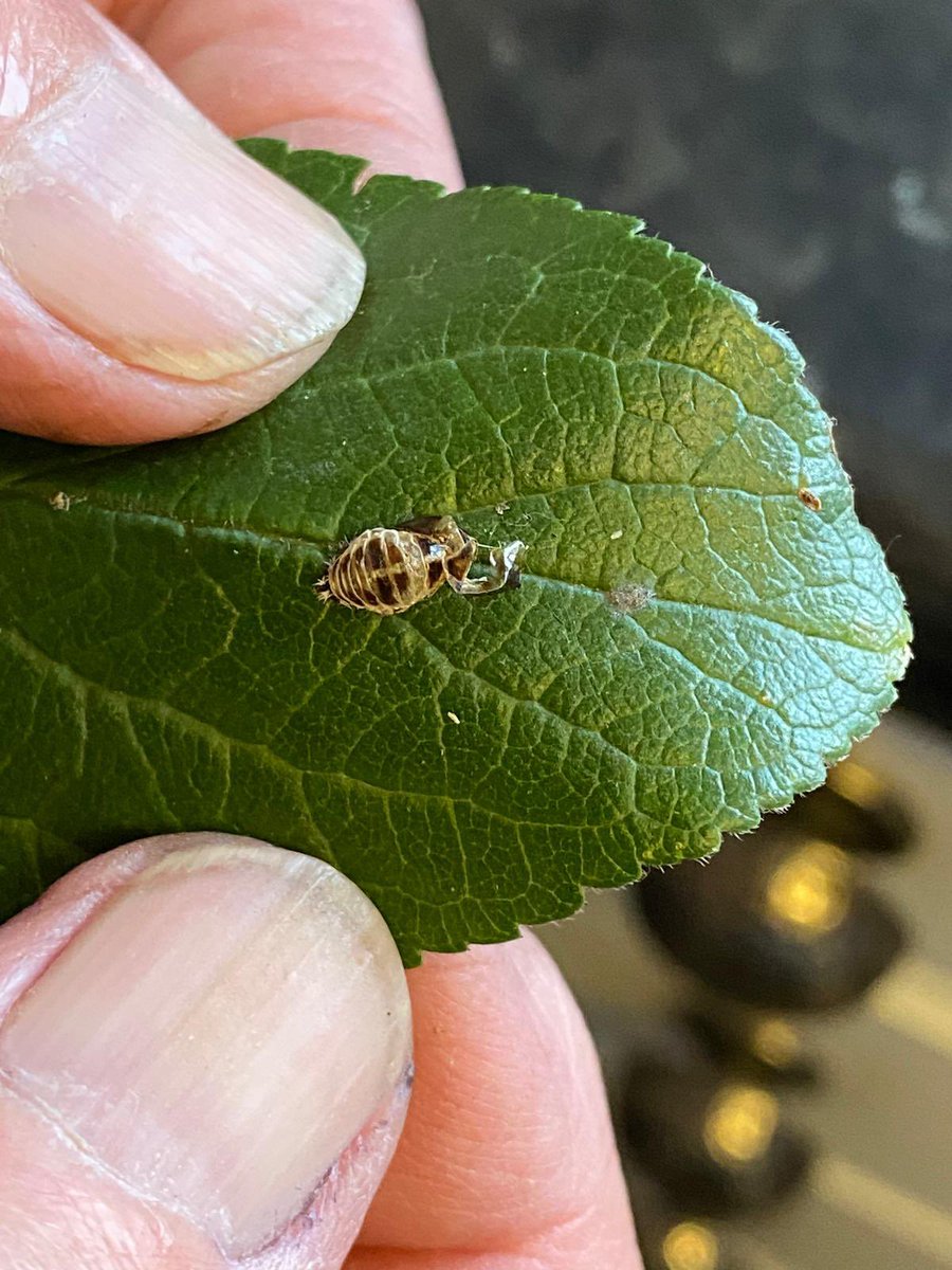 HELP. Can anyone advise what type of pest this is which is invading our plum tree??  #Gardener #Fruit #Beetle #pest <a href="/BBCSpringwatch/">BBC Springwatch</a>