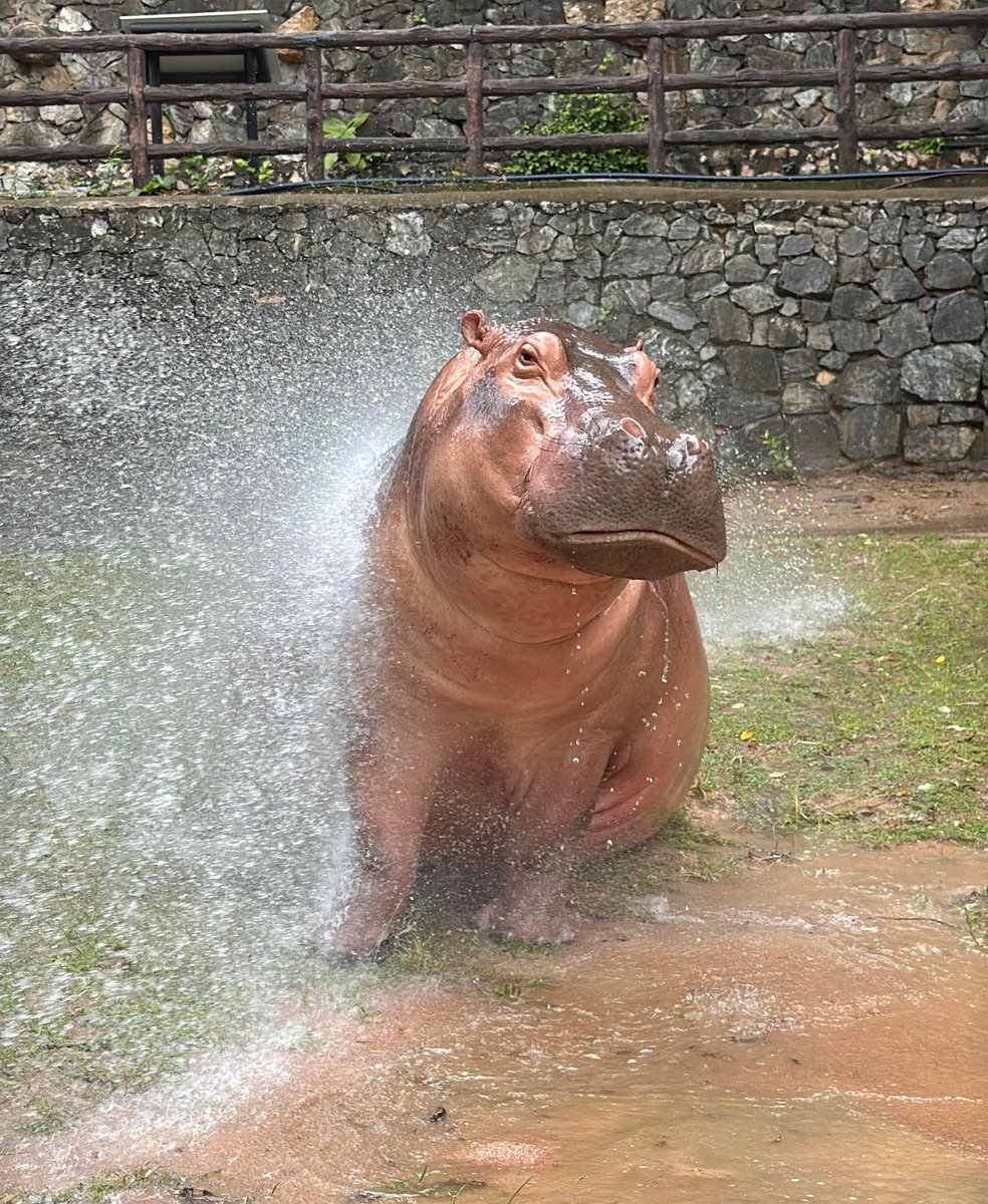 ก็รู้ว่าสวย แต่ไม่ต้องถ่ายตลอดก็ได้แม๊ะ
#hippo #PygmyHippo #ขาหมูแอนด์เดอะแก๊ง #หมูเด้งจะเด้งกี่โมง #Moodeng #พี่ขาหมู #สวนสัตว์แปลกเขาเขียว