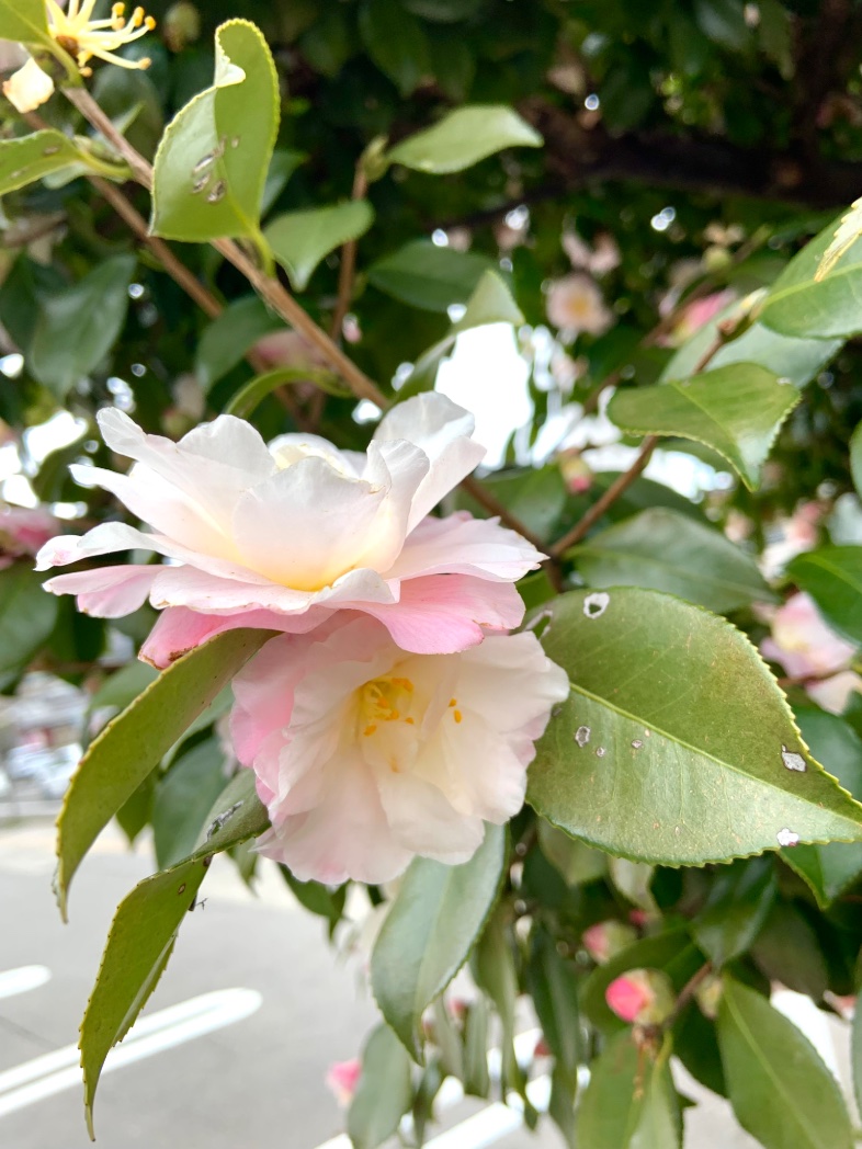 明日のお出かけ楽しみだなー( ・∇・)