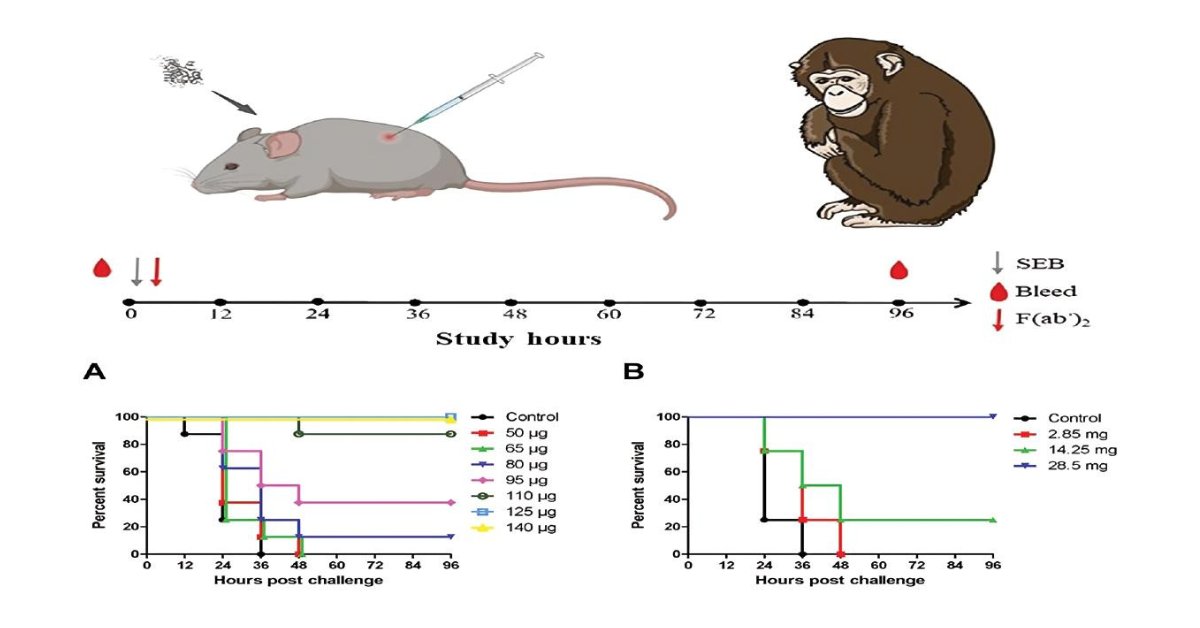 ZoonosesJ's tweet photo. Demonstrating the synthesis and efficacy of pepsin-digested F(ab′)2 fragments of serum IgGs from horses inoculated with Freund’s-adjuvant purified Staphylococcal #enterotoxin B (SEB) against severe SEB poisoning.
#OpenAccess: https://t.co/4frWnIha82 https://t.co/on98gYPM3Q