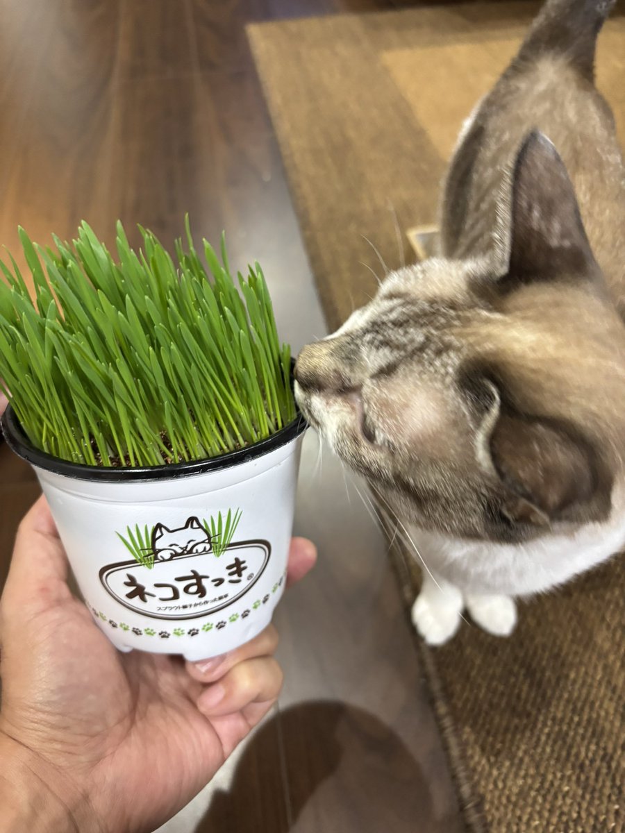 仕事終わりました。
今日も長い戦いでした。

帰りにツマミを買おうと、某なんでもあるドラッグストアに寄ったらネコチャンの草があったんで買って来ました！
お盆で忙しすぎてペットショップに行けなかったのでGET出来て良かったです。

そして今、ツマミ無しでビール飲んでます🙄