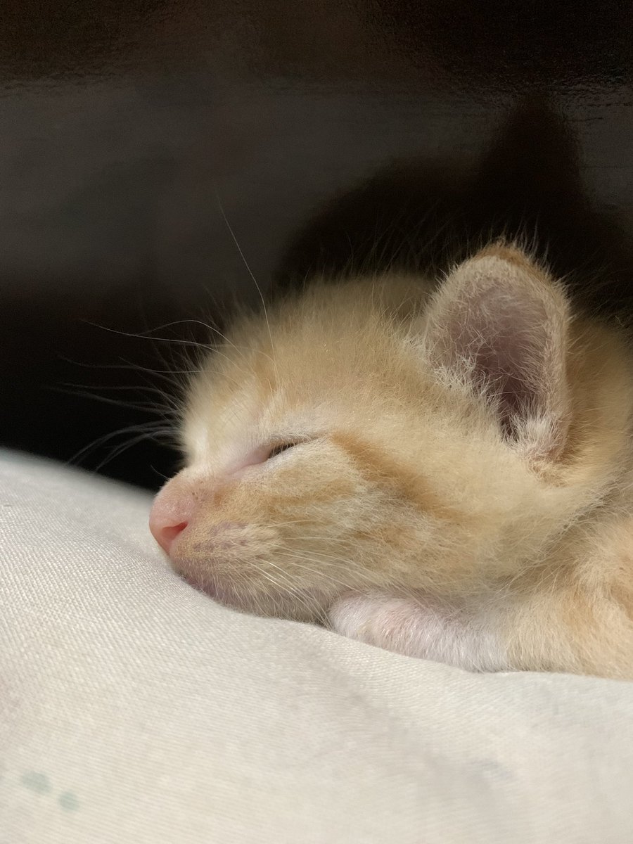 Bayi hamster 🤏🏻