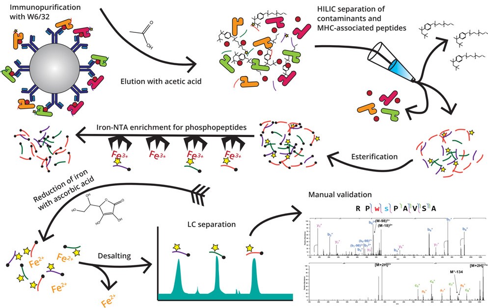 Stacy Malaker (@stacymalaker) on Twitter photo I know I post papers on here all the time, but this one is really special to me. For about three decades, the Hunt laboratory has spearheaded the field of “immunopeptidomics” in sequencing thousands of MHC class I and II associated peptides. <a href="/UvaChemPubs/">UVAChemPubs</a>
sciencedirect.com/science/articl… I know I post papers on here all the time, but this one is really special to me. For about three decades, the Hunt laboratory has spearheaded the field of “immunopeptidomics” in sequencing thousands of MHC class I and II associated peptides. <a href="/UvaChemPubs/">UVAChemPubs</a>
sciencedirect.com/science/articl…