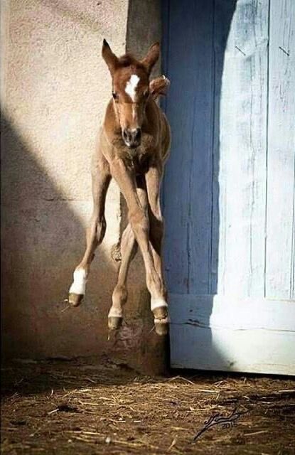 foal hopping jumping joy jubilation excitement yay