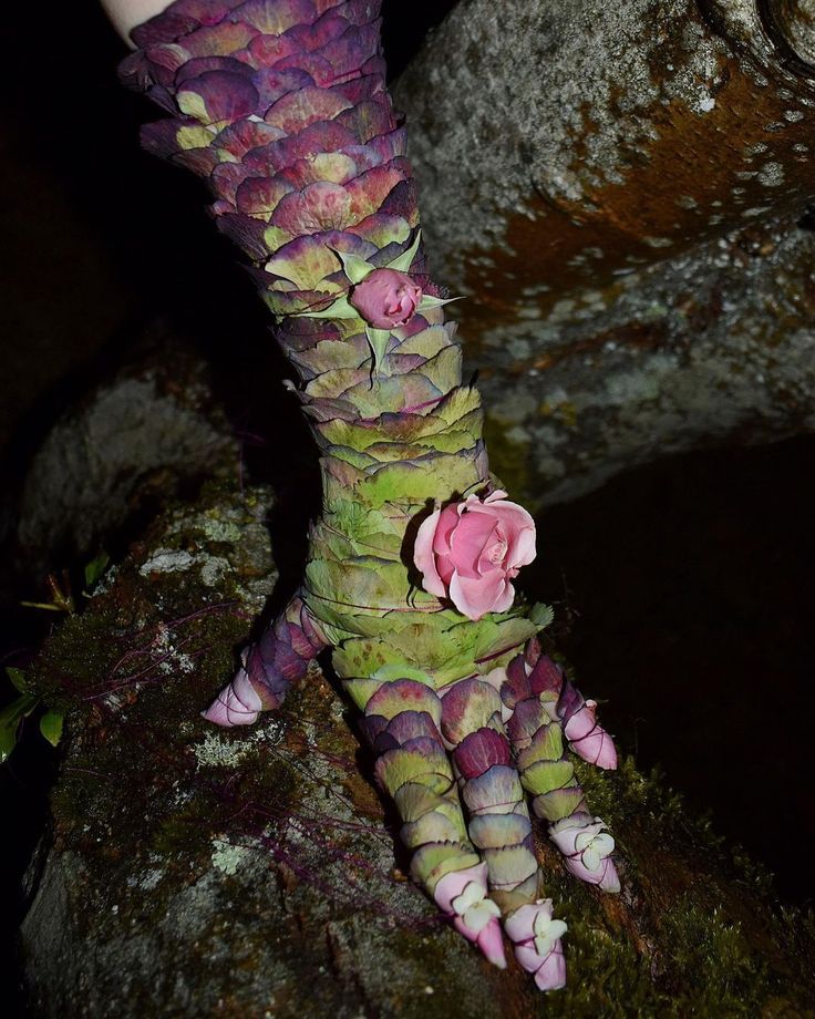 White lily cookie....