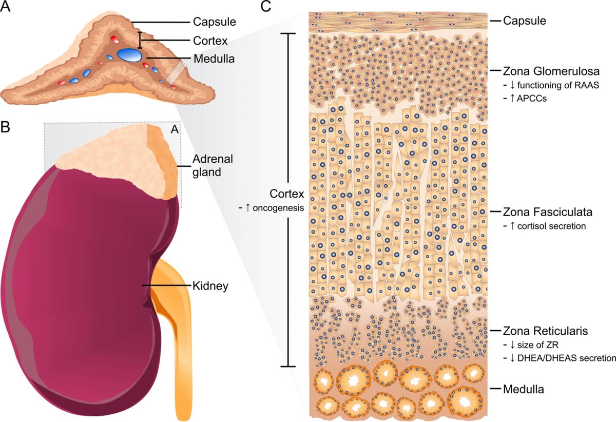 As we age, adrenal glands shift gear, making less DHEA/DHEAS &amp; more cortisol (the “stress hormone”).

Linked to dementia, osteoporosis &amp; depression, could this be an ageing-related pathology?

Our recently updated paper: doi.org/10.1007/s40618…

#Aging #Endocrinology #Geroscience