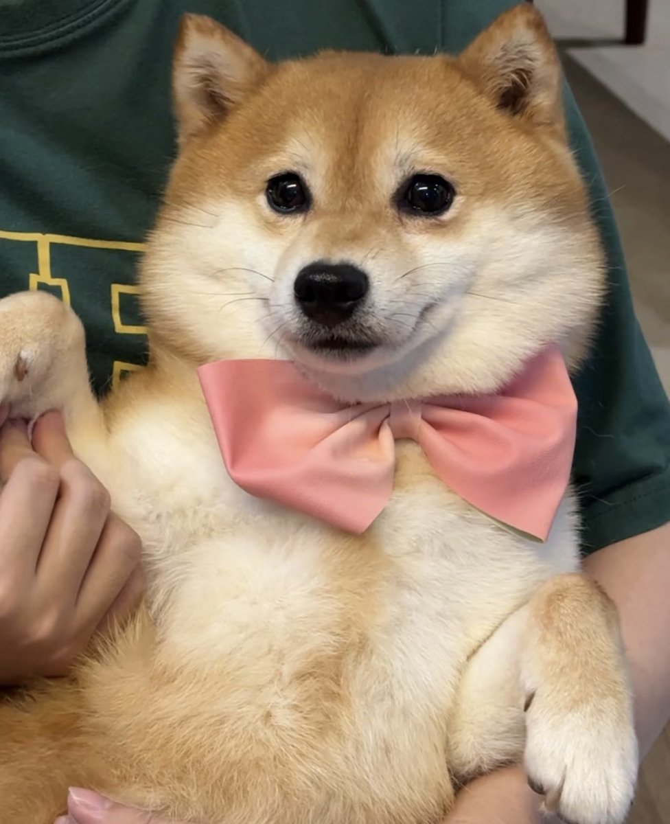 Kinda looks like my Shiba at home the one I dressed up with a pink ribbon! 🤣🎀

$MOMO 🎀 My Online Cute Shiba

CA:
G4zwEA9NSd3nMBbEj31MMPq2853Brx2oGsKzex3ebonk

#MOMO #CRYPTO