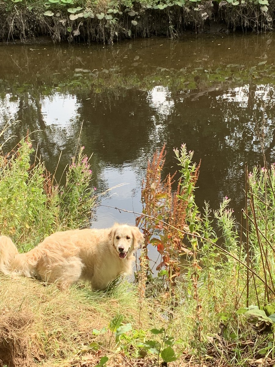 Today’s dog walk. 🐾🐾