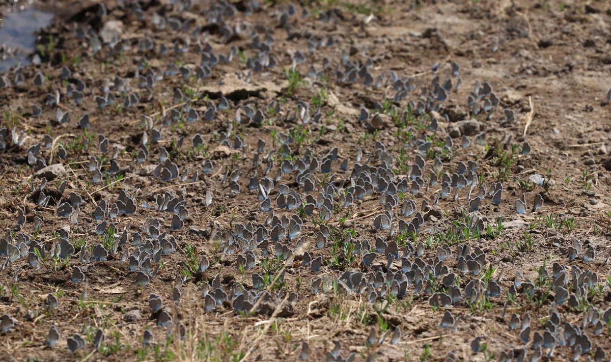 A few beautiful blues from our recently completed butterfly tour in Turkey…