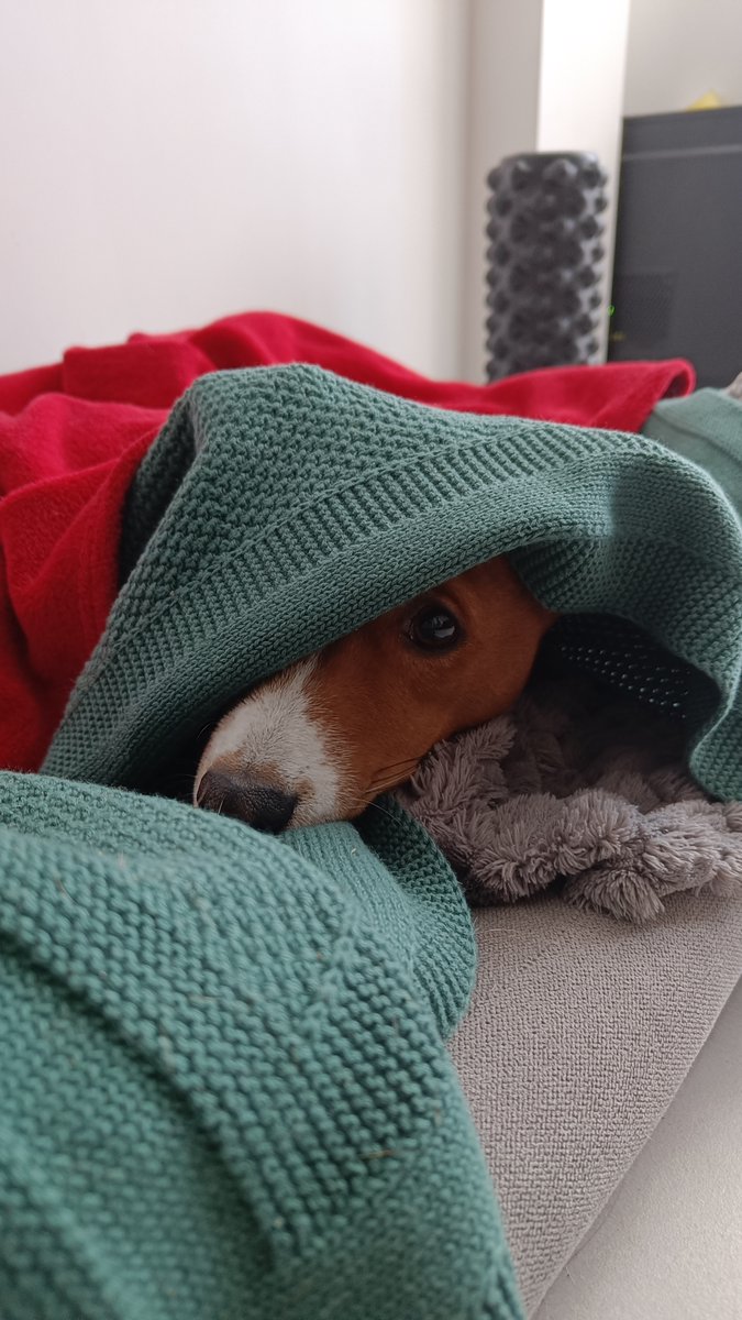 Mari_Makovkina's tweet image. Hiding me

#basenji #Lviv #supportdog