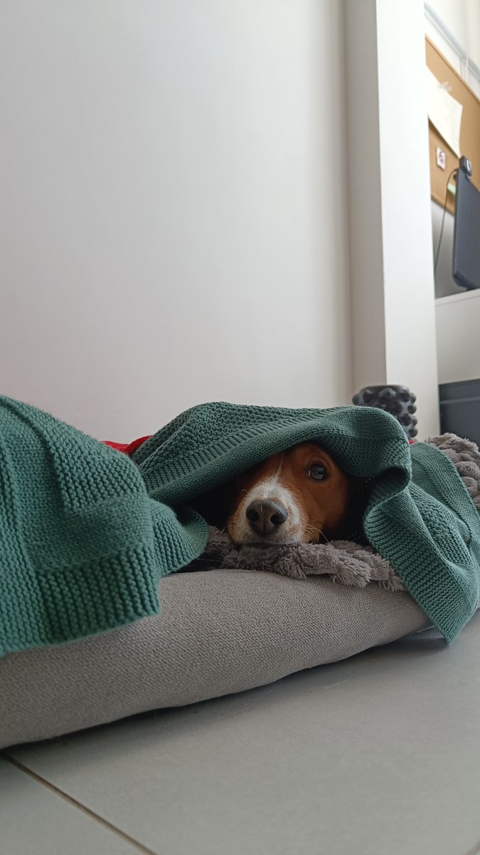 Mari_Makovkina's tweet image. Hiding me

#basenji #Lviv #supportdog