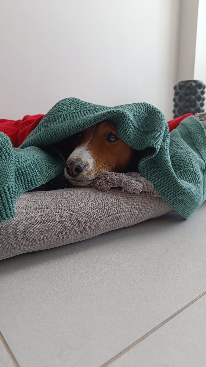 Mari_Makovkina's tweet image. Hiding me

#basenji #Lviv #supportdog