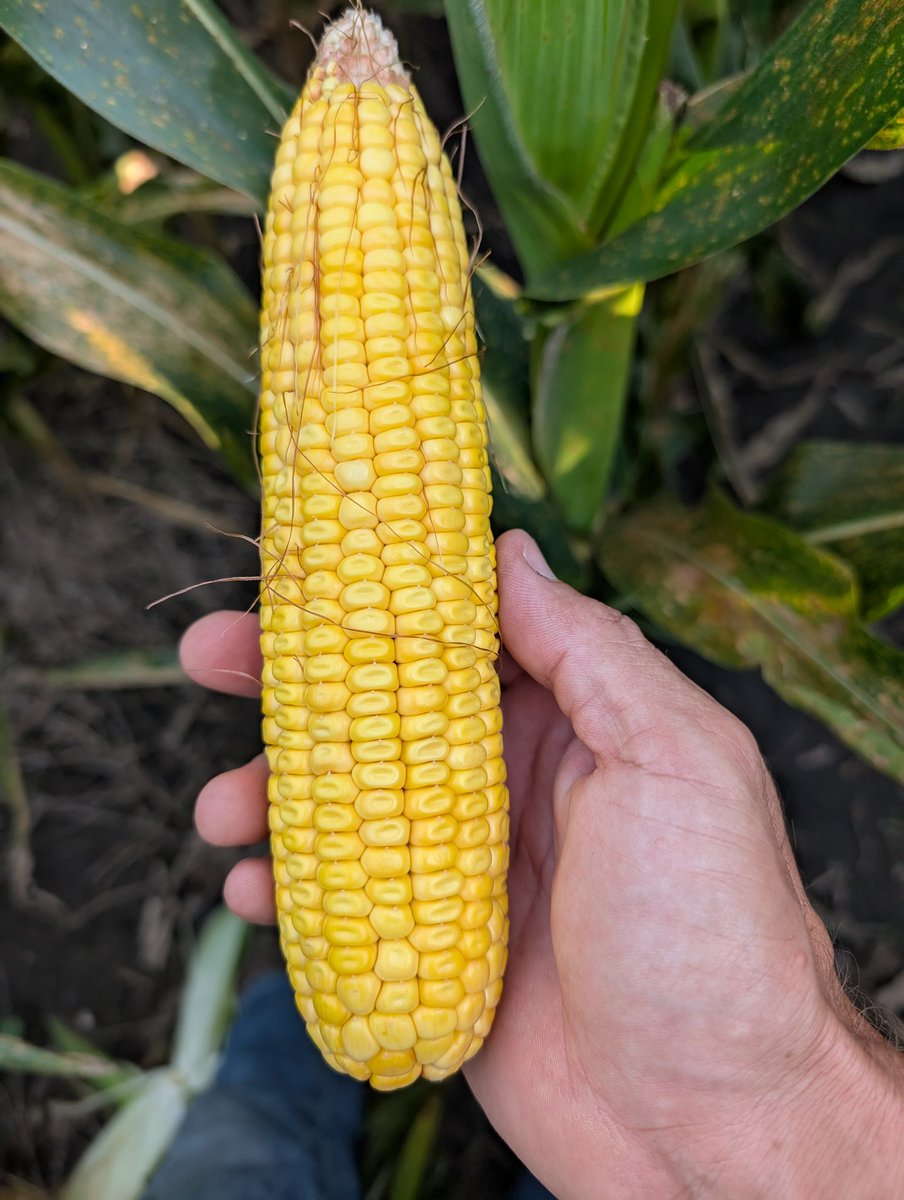 Dan Bigham tweet media