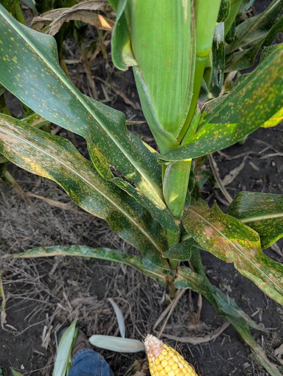 Dan Bigham tweet media