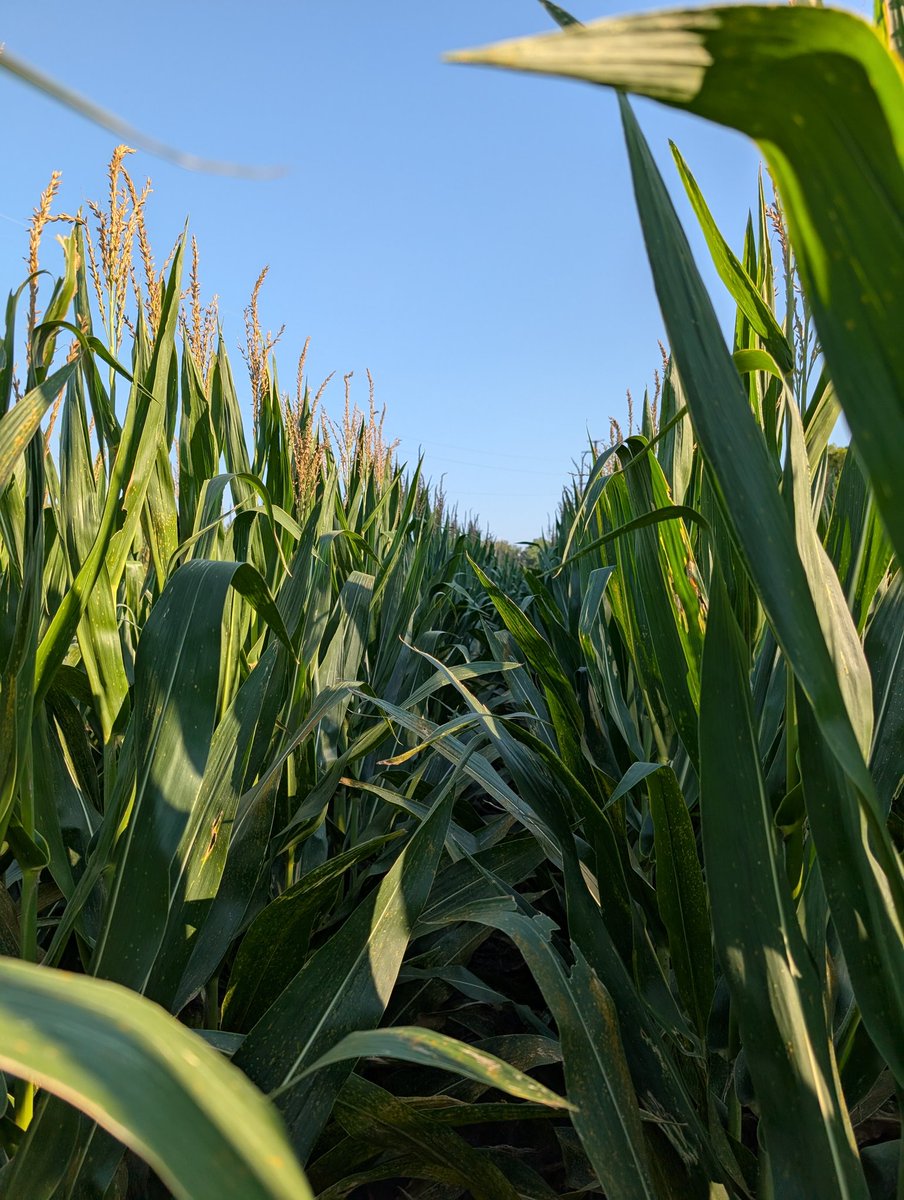 Dan Bigham tweet media