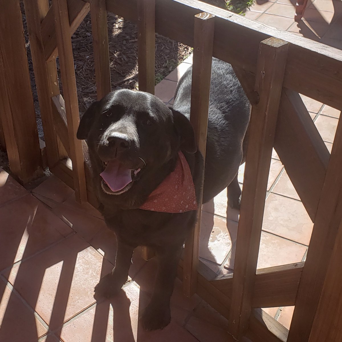 abandonedmuse's tweet photo. My cousin's dog is lost and she is 12 years old. If you live by #flagami in #city of #Miami and have seen this dog please dm me right away.
#cityofmiami
$500.00 Reward.
Zelda is my name - missing since August 13, 2025. My family misses me very much. I'm an older sweet girl who needs TLC.
also can you tell I made the right one with @ideogram_ai character reference? I didn't want a photo where she was stuck in a fence. Oh Zelda, where are you, crazy girl? 😔 <3 We all miss you.