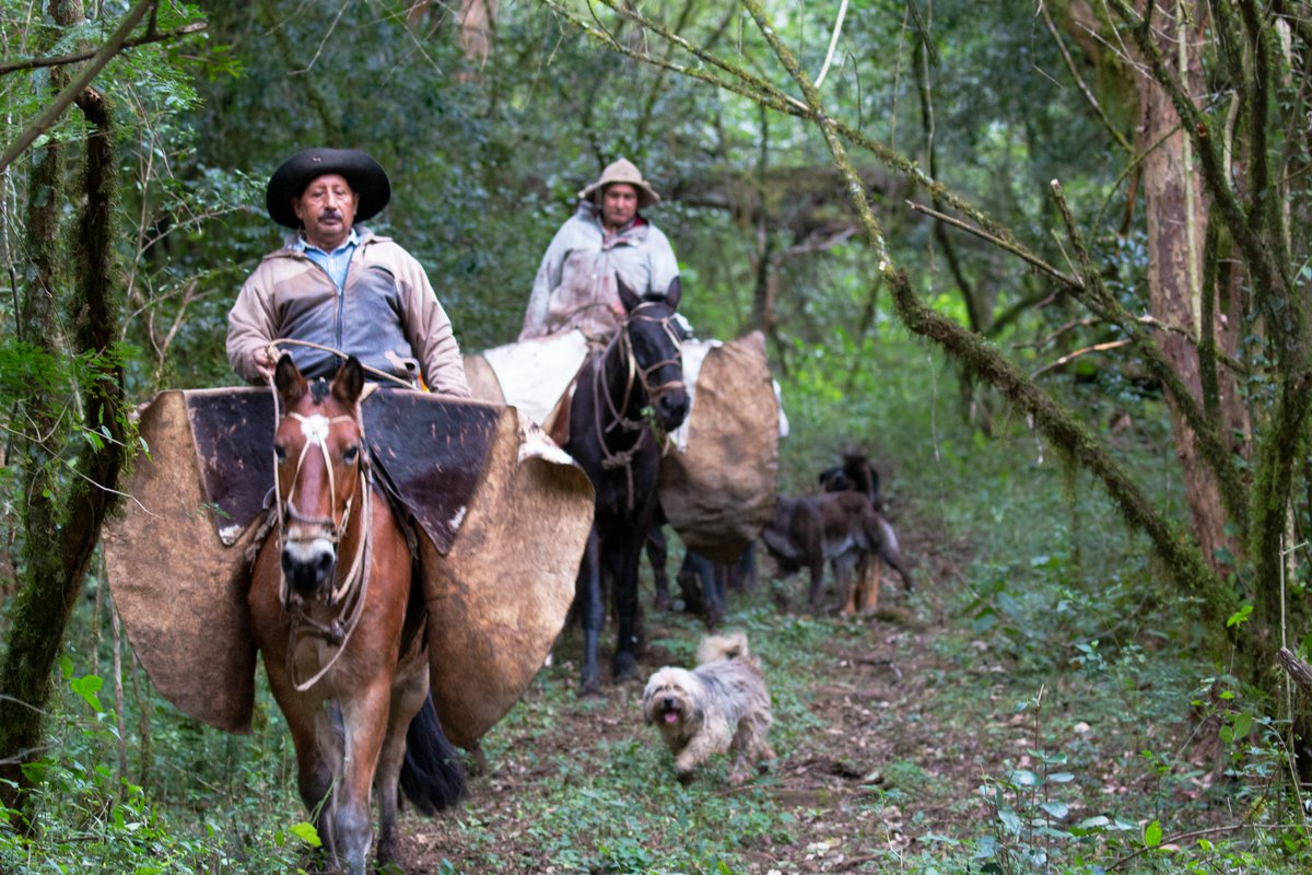 Experience the magic of the Yungas cloud forests at Ecoportal de Piedra. Perfect base for exploring this biodiversity hotspot!