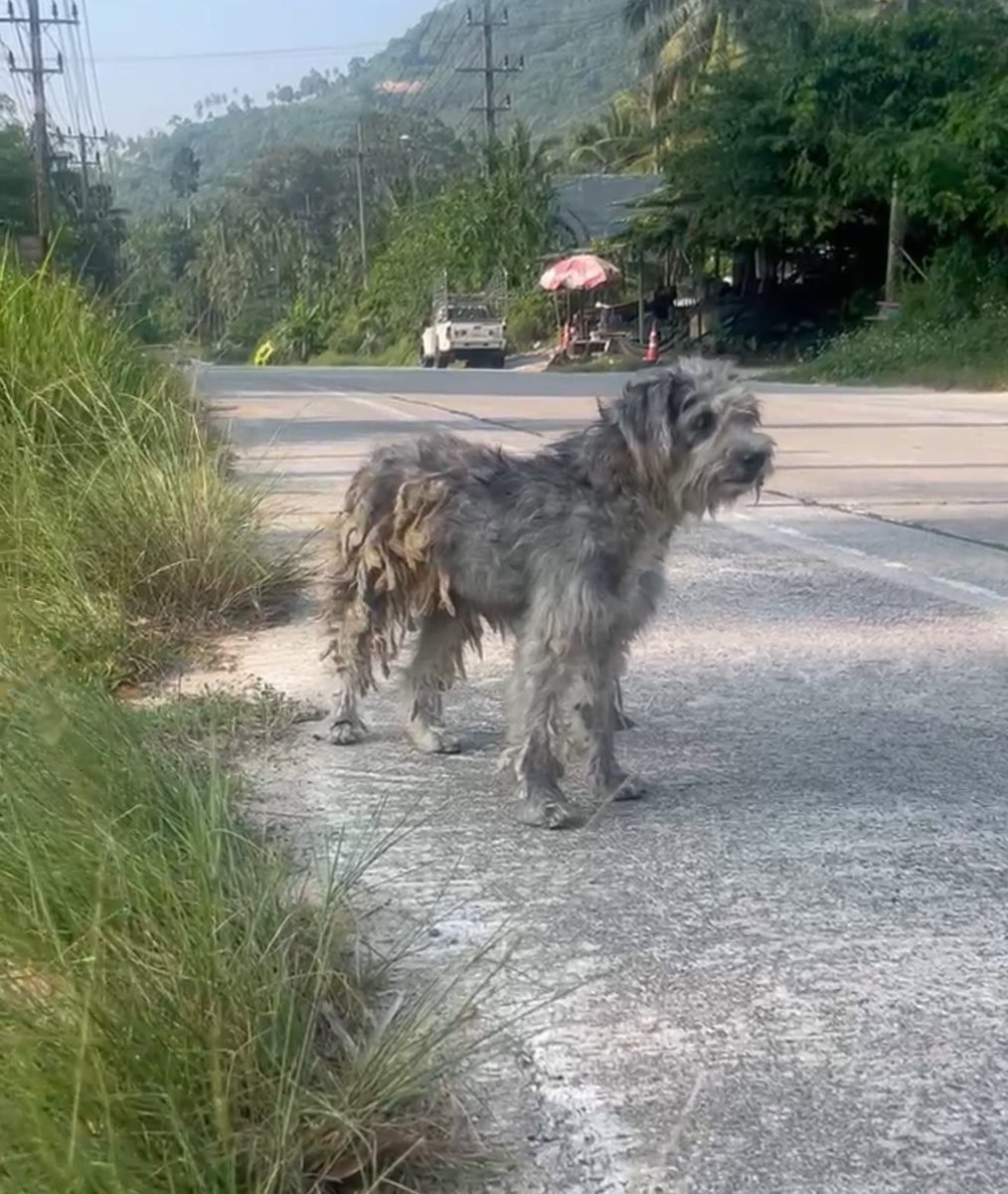 NiallHarbison's tweet image. On the streets of Thailand he had nothing. He was tiny and alone. 

You can always see in the dog’s eyes how big the struggle has been.

Shaggy is unrecognizable now in America… (1/6) 🧵