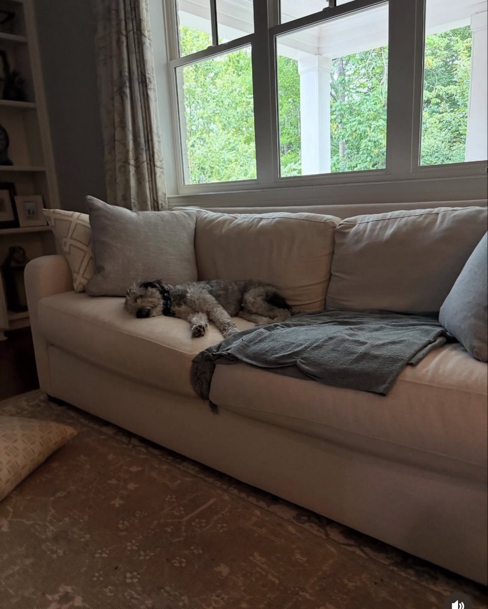 NiallHarbison's tweet photo. 5 months between the 2 photos. 

Shaggy no longer has a care in the world. He’s home 🙏🥰 (6/6) https://t.co/t3PhhbXnjk