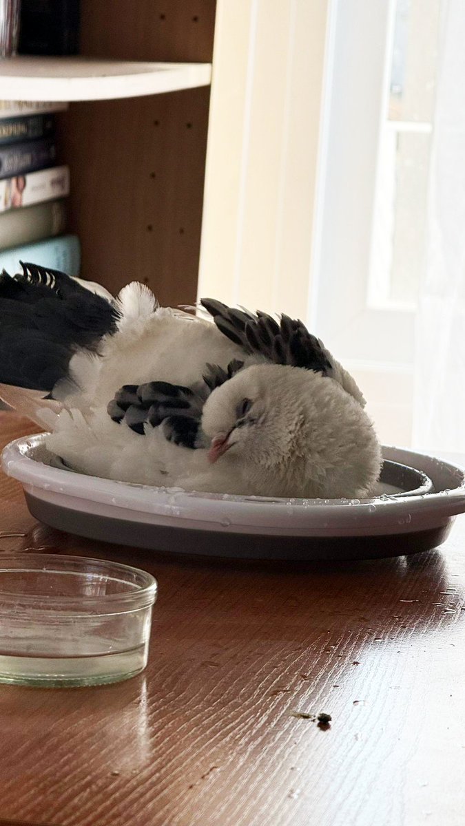 NicoCoreTop's tweet photo. Se me ha viralizado un tweet de polémica así que para equilibrar el karma de mi cuenta ahí van unas fotos de mi paloma dándose un baño https://t.co/clC1UNzZRs