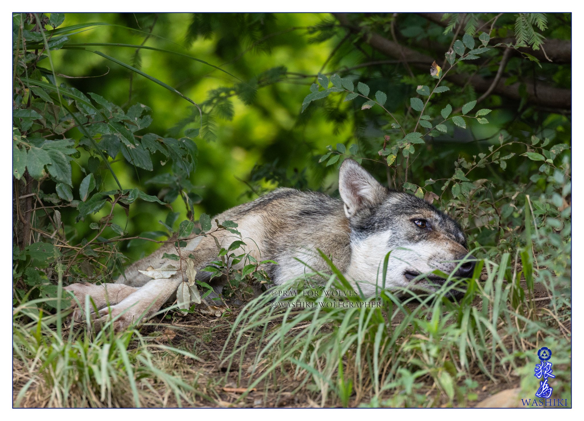 WASHIKI🐺🌊WolfGrapher on X: 