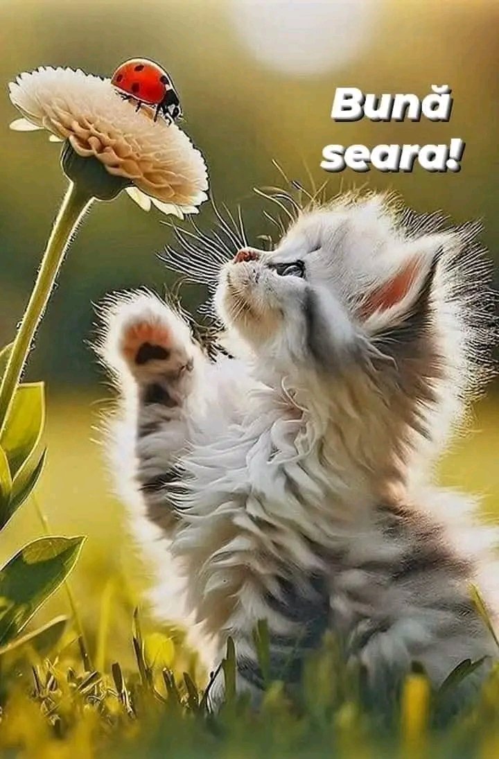 Bună seara !!!