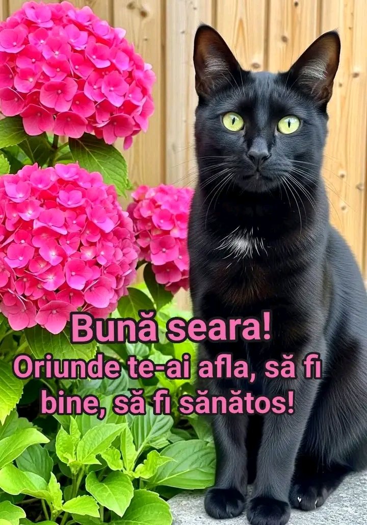 Bună seara !!!