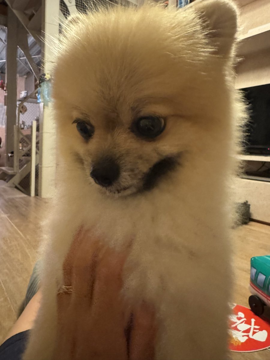 sun_suke3's tweet photo. なでなでしてるのに
そうじゃない
って顔してる https://t.co/BW9vIz6Tly