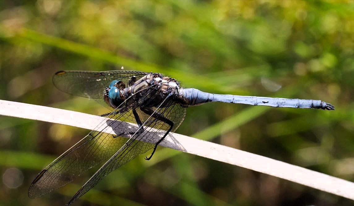 Dragonflies in the vineyard can indicate that all is well with nature and that the winemakers have a good chance of coming up with something special... And so it was!

topwinesa.com/9p0q

#SA #SouthAfrica #Top #Wine #Shiraz #Syrah #Stellenzicht #Trophy #Arenite #Winner