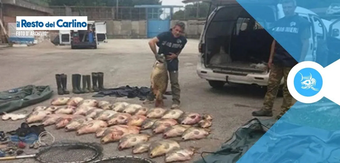 Bracconaggio e traffico di pesci minacciano il fiume Po: blitz 2025, sequestri e operazioni contro le reti illegali. 🌊🐟
fishingmania.it/lombra-del-po-…