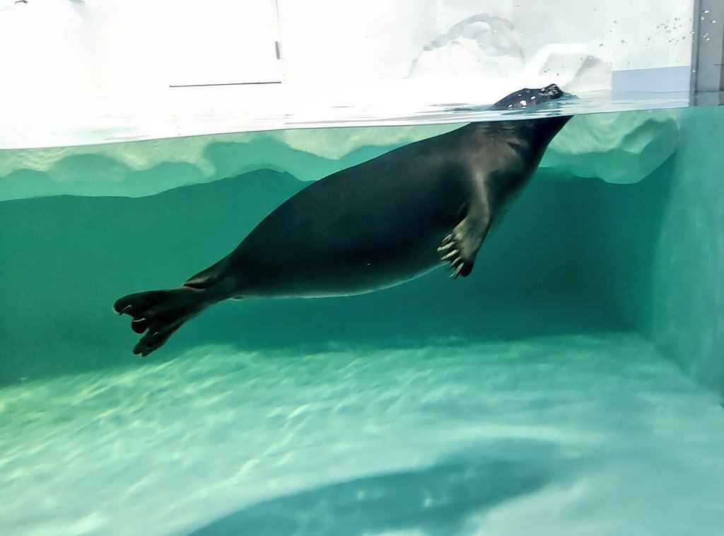 aworksnet's tweet image. 今日は滋賀県立琵琶湖博物館へ行きました。
お魚さんや動物さん、虫さんなどがたくさんいて楽しかったです♪

#滋賀県立琵琶湖博物館 #琵琶湖博物館 #琵琶湖 #滋賀県 #滋賀県立 #滋賀