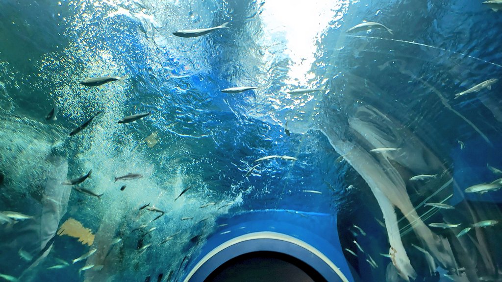 aworksnet's tweet image. 今日は滋賀県立琵琶湖博物館へ行きました。
お魚さんや動物さん、虫さんなどがたくさんいて楽しかったです♪

#滋賀県立琵琶湖博物館 #琵琶湖博物館 #琵琶湖 #滋賀県 #滋賀県立 #滋賀