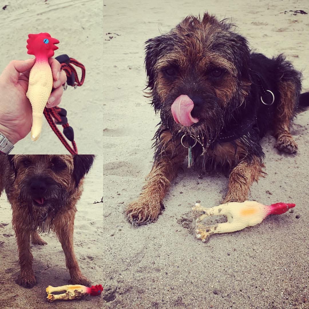 StanleyBorder's tweet photo. As it’s #ThrowbackThursday mum was reminded by the faceache that it’s 9 years today that #funkychicken (no1 we are now on no3) came into our lives. He did mainly feature on Instagram to be fair, but here he is. Mine and Stanley’s favourite beach toy #btposse https://t.co/phfjmkpRlM