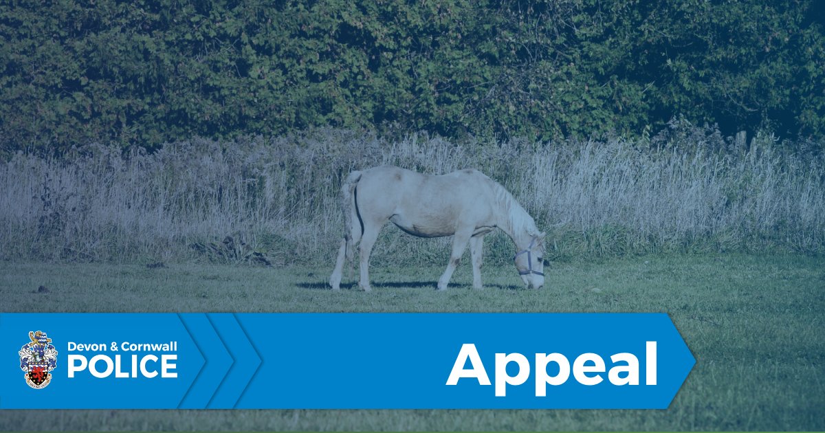 DC_Police's tweet photo. APPEAL | We are investigating a report of a horse that sustained serious, unexplained injuries overnight on Monday 11 August in the Cheriton Bishop area.

The horse sadly had to be put to sleep as a result.

Anyone with information is asked to contact us, quoting 50250208871. https://t.co/D8OzdzWI3c