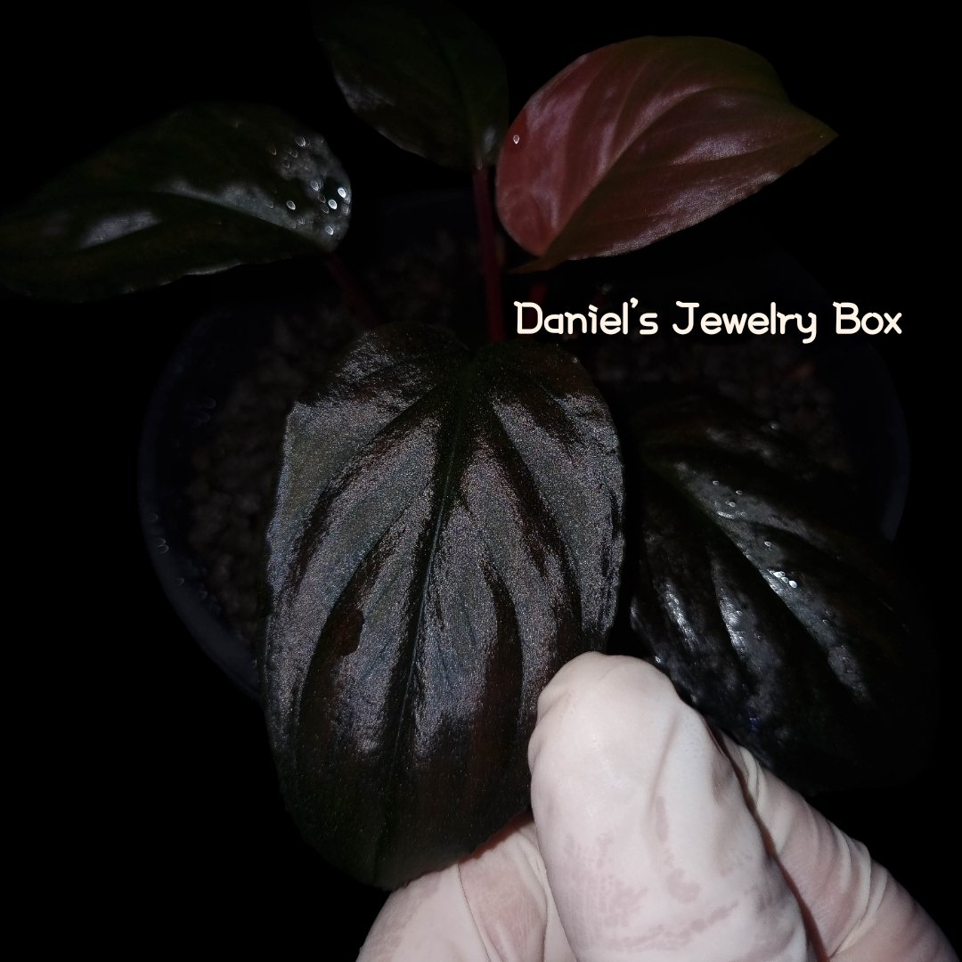 Daniel0817_'s tweet photo. Homalomena sp."Ruby Black"
Kepulauan riau [DJB2019-15A]

ルビー準備完了!

#homalomena
#ホマロメナ
#vivarium
#terrarium
#tropicalplants
#paludarium
#jungleplants
#ブセファランドラ
#サトイモ科
#観葉植物 
#熱帯植物
#雨林植物
#パルダリウム
#テラリウム 
#熱帯雨林植物
#furtadoa
#bucephalandra
#DJB便
#Daniel便
#rainforestplants
#variegatedplants
#cryptocoryne
#homalomenavariegated #Homalomenavarigated #Homalomenavariegata
#corybas
#moss 
#schismatoglottis