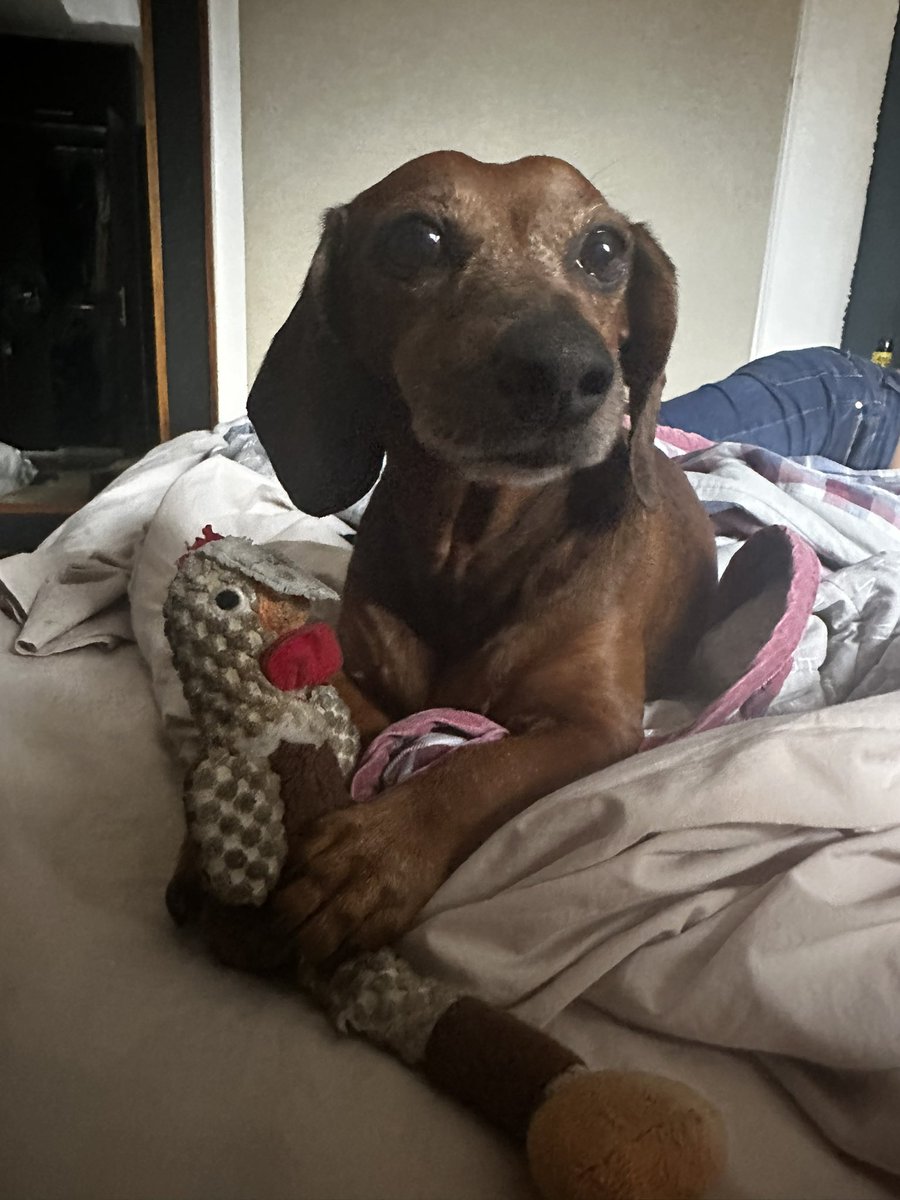 Alexcurtis78's tweet photo. @MamelaFialloFlo Toda la gente tiene razón, es mascota, pero también es un miembro de la familia, y claro se vuelve como un hijo(a). Creo que necesitas buscar atencion de tu familia o pareja en vez de postear tonterías https://t.co/wuIfFlCtlb