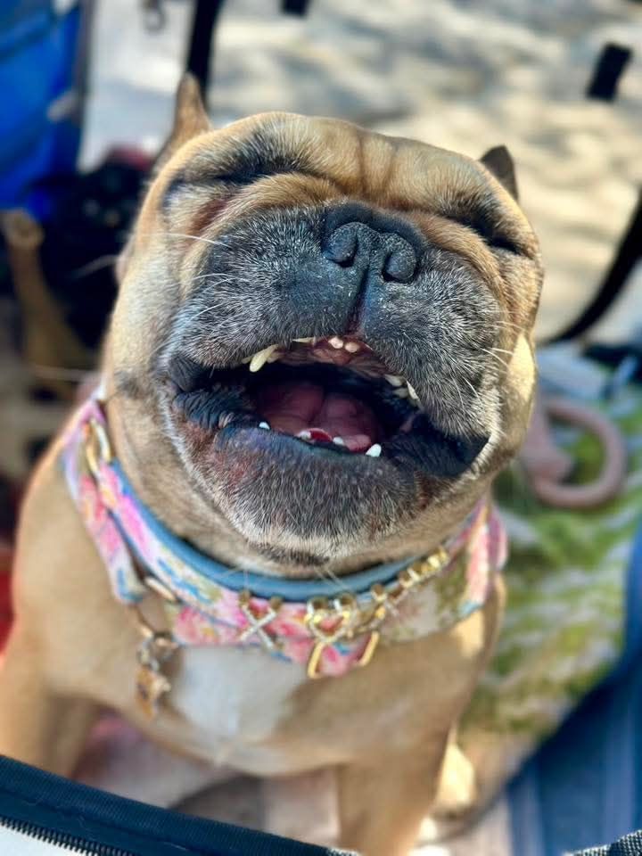 frenchielover60's tweet image. Happy frenchi🤩