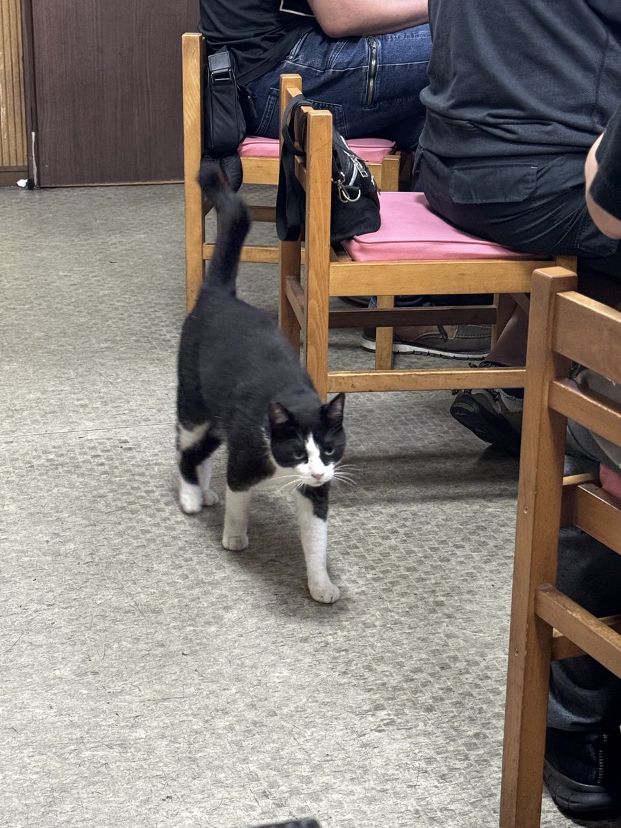 近所の居酒屋の地域ねこ、かわいい