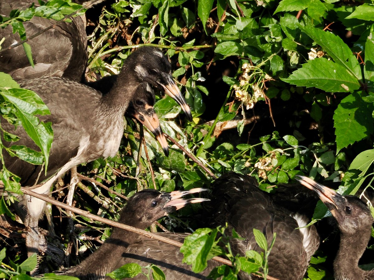 mawgdn's tweet photo. @MPanda73 Thanks! Quite a metamorphosis! That is how they started, and how they are going to look like. White #Ibises, Ocean City rookery, June https://t.co/ctycSWC7vh