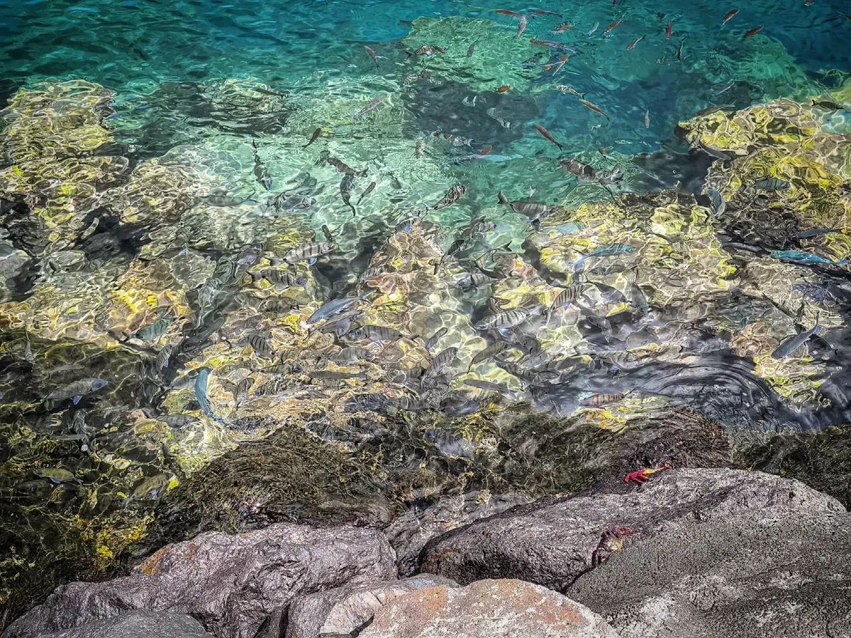 [ Urban Natural Aquarium ] 🐟🐠🌊

Portas do Mar (Ponta Delgada), São Miguel Island, #Açores 🇵🇹

#portugal #aquarium #fish #urban #crab #ocean #natural #coast <a href="/visiteurope/">Visit Europe</a> <a href="/visitingazores/">Visit Azores</a> <a href="/visitportugal/">Visit Portugal</a> <a href="/turismoportugal/">Turismo de Portugal</a> <a href="/lonelyplanet/">Lonely Planet</a> <a href="/NatGeoAnimals/">National Geographic Animals</a> <a href="/NatGeoPhotos/">Nat Geo Photography</a> <a href="/NatGeoTravel/">Nat Geo Travel</a>