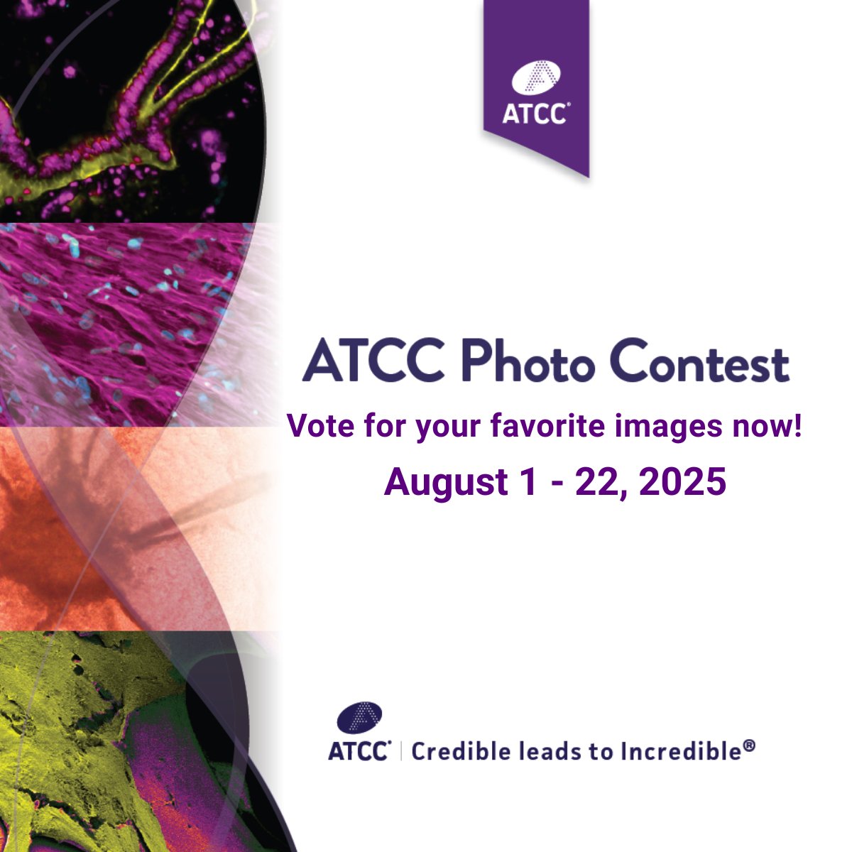 Don’t miss your chance to vote in the ATCC Photo Contest! Choose your favorite images in Cell Biology and Microbiology to help crown the winners of the Most Popular Image category. Your vote will decide which incredible research images take the spotlight.
ow.ly/XO8350WzsFW