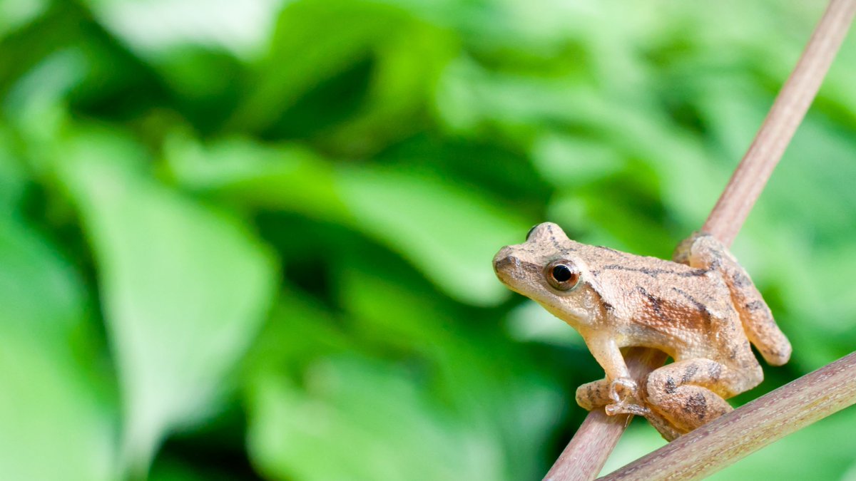Need a new podcast to help you sleep? While not a traditional 'sleep' podcast, Outdoor Sounds is perfect for getting some shuteye! Kalamazoo River ep. loops for 8 hours. Discover this 'nature walk for your ears' by <a href="/realjefflarge/">Jeff Large 🎤</a> in my article <a href="/lakedotcom/">lakedotcom</a> lake.com/articles/outdo…