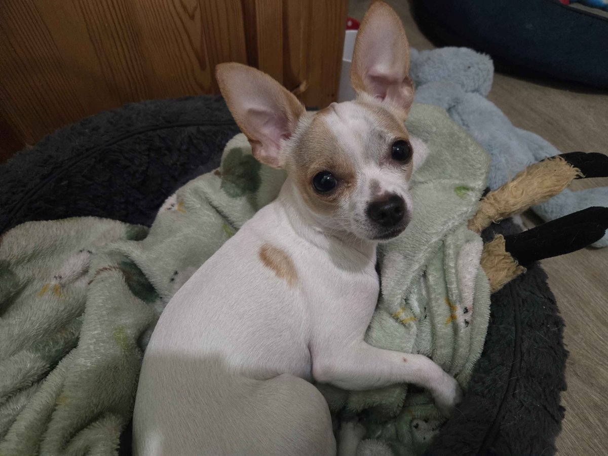 Oscar is ready come join us. we live Play'n CoD and maybe some Battlefield 
kick.com/derpyog
twitch.tv/derpyog_