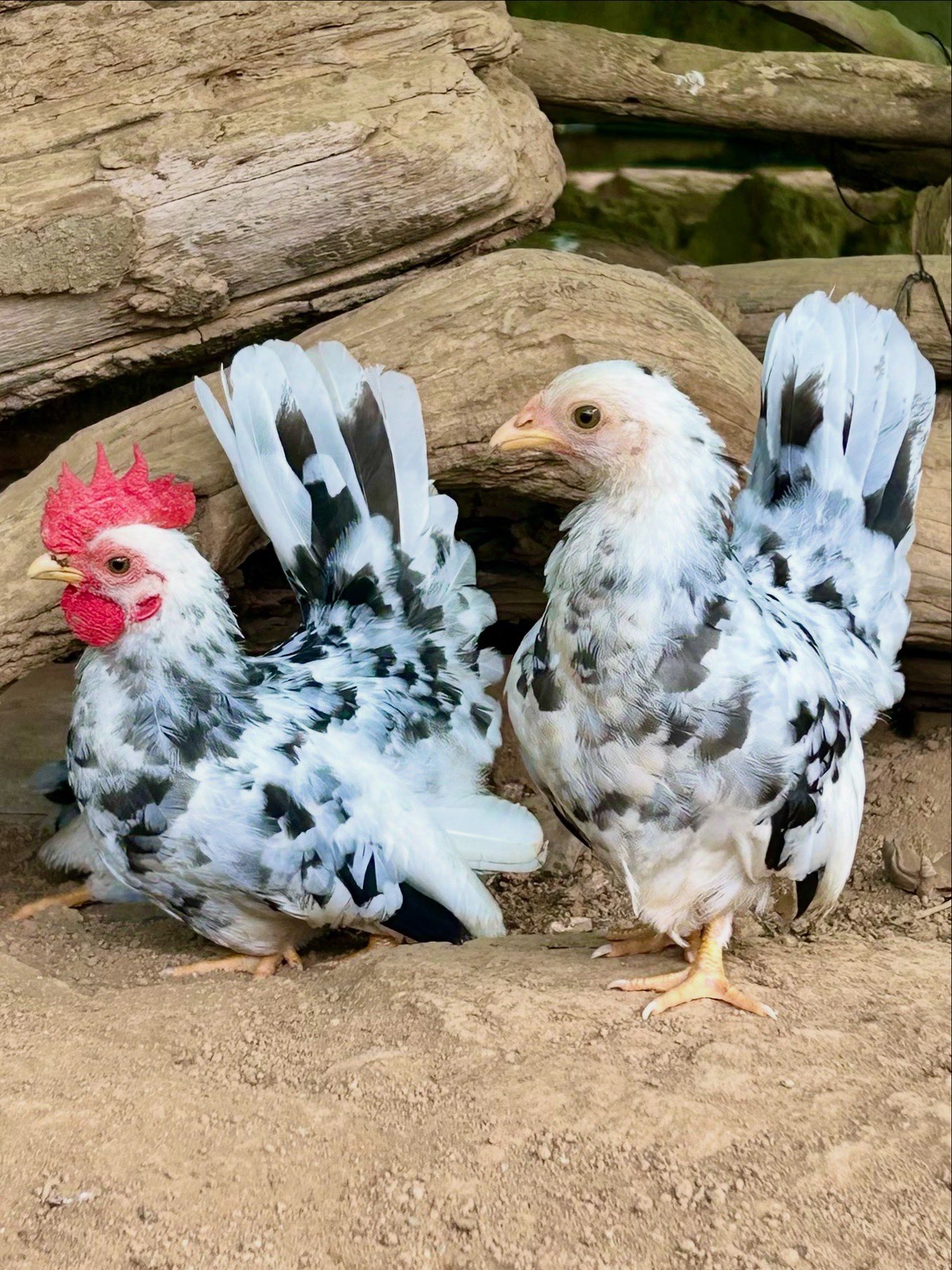 ニャニィニュニェニョン　パウピポ ニャニィニュニェニョン｜サンリオ