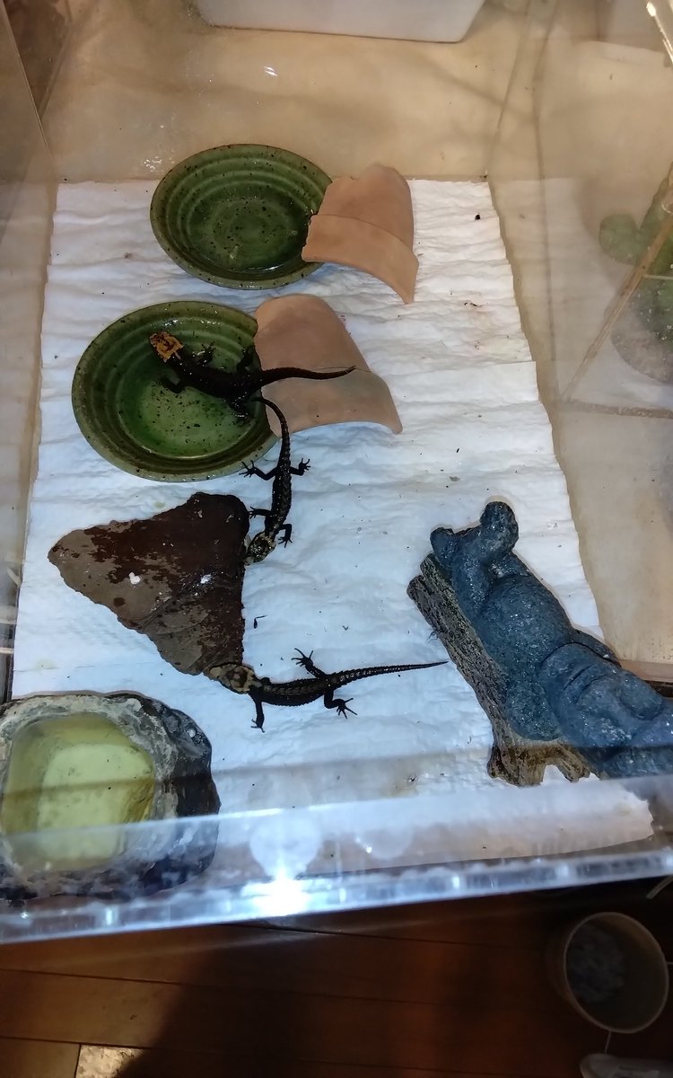 #アカメカブトトカゲ
ウチで産まれた子達。ベビーは癒されるなぁ😌